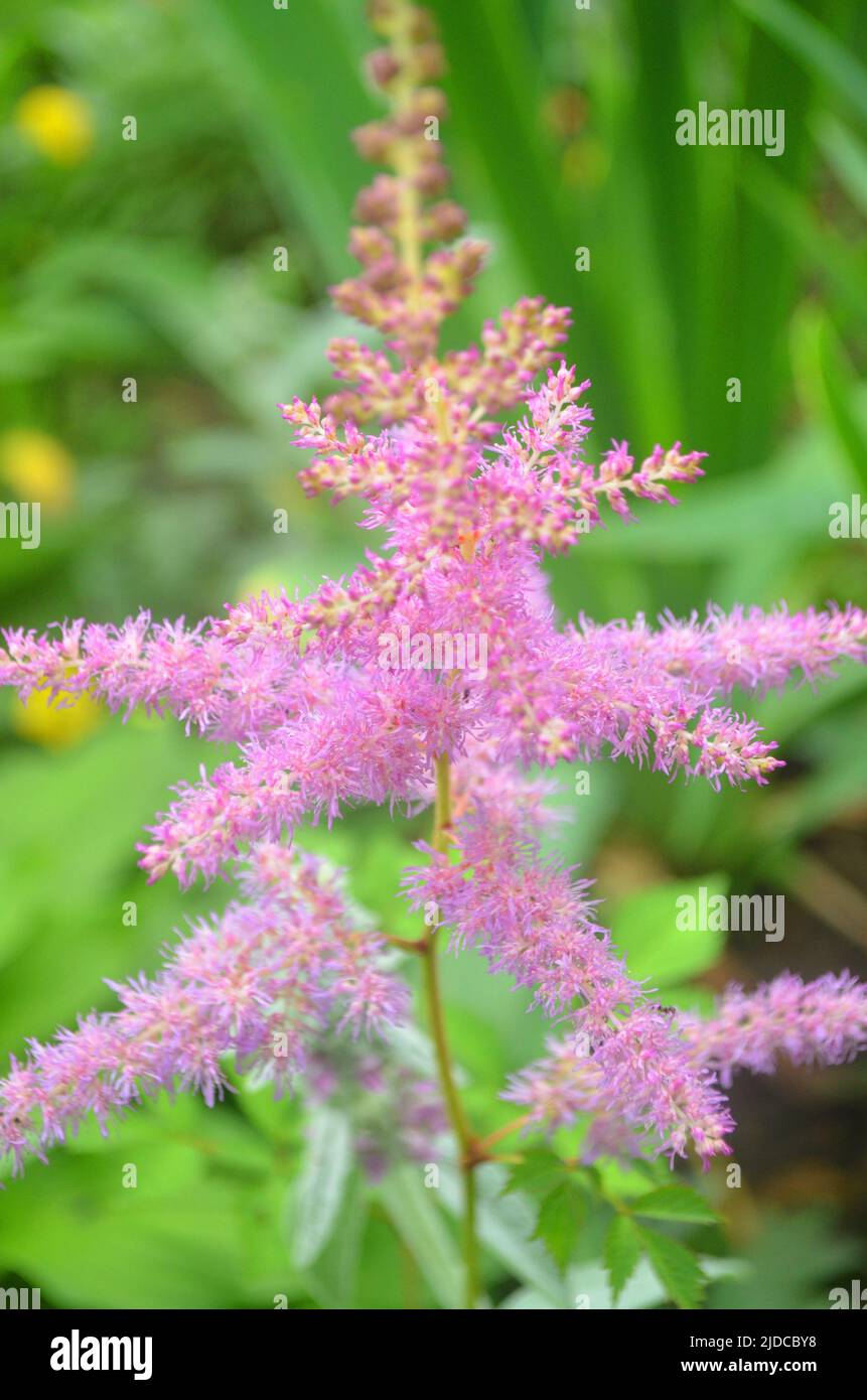 Closeup of Astilbe chinensis - herbaceous perennial flower under soft sunlight. Astilbe chinensis is also known as False Spirea Astilbe chinensis. Stock Photo