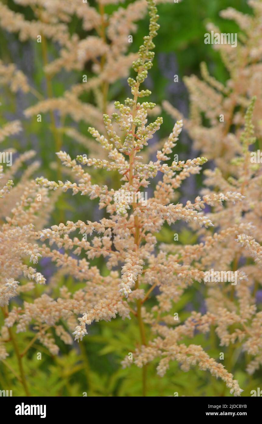 Closeup of Astilbe chinensis - herbaceous perennial flower under soft sunlight. Astilbe chinensis is also known as False Spirea Astilbe chinensis. Stock Photo