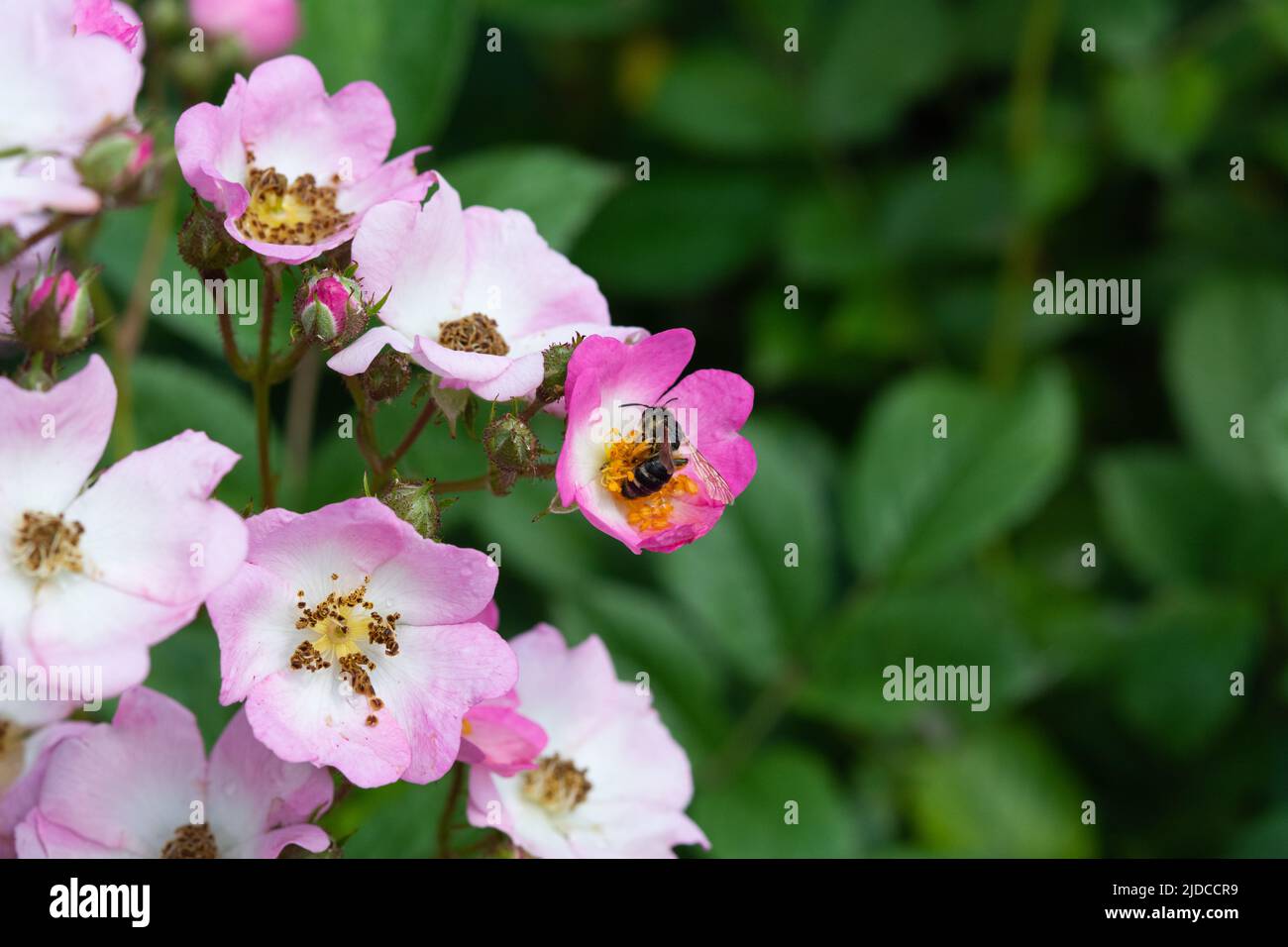 A bee collects pollen from a dog-rose at cloudy spring day Stock Photo
