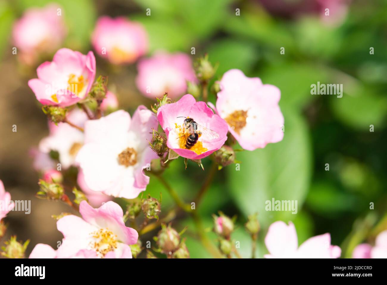 A bee collects pollen from a dog-rose at sunny spring day Stock Photo