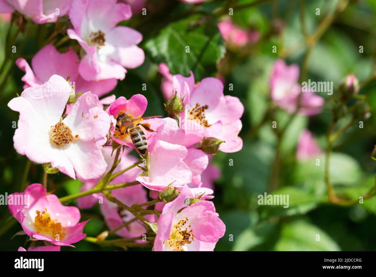 Bee collect pollen from Dog-flower at sunny spring day after rain, selective focus, shallow depth of field. Photo series with bee on dog-flower Stock Photo