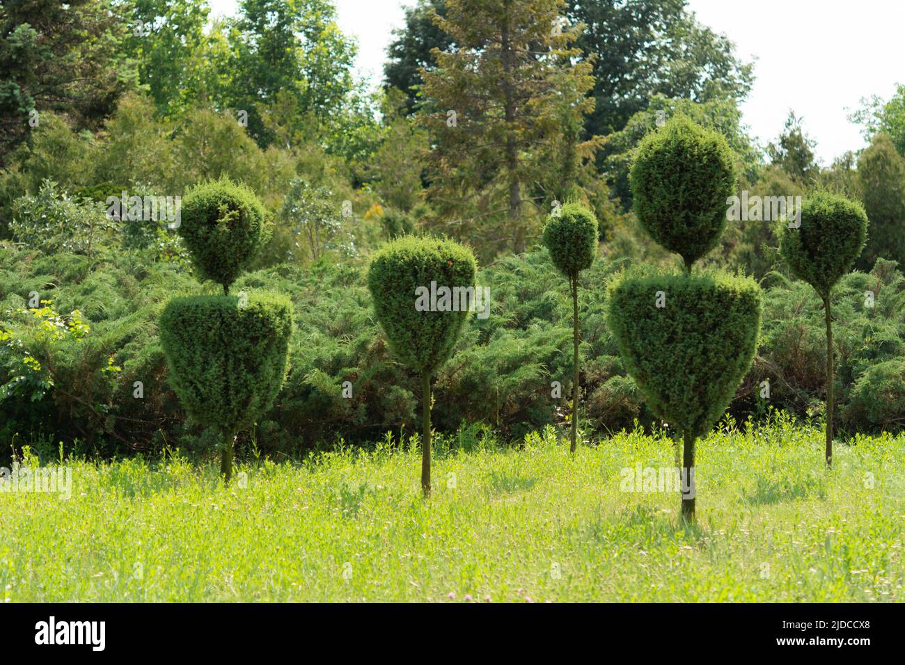 Topiary art in the arboretum. Trimmed trees and shrubs in the arboretum. Green Thuja in the City Park Stock Photo