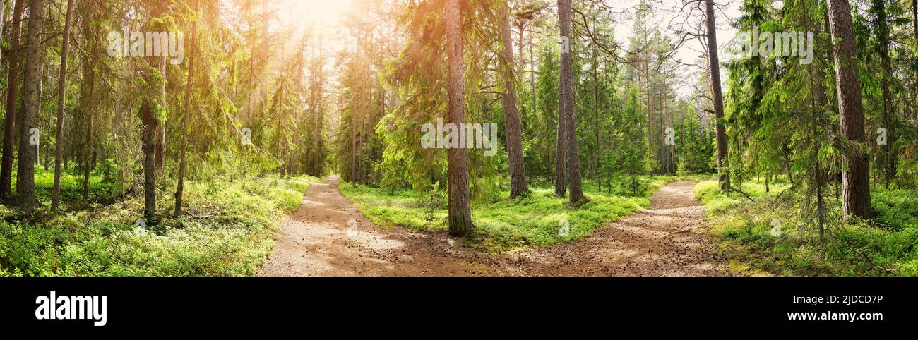 Crossroad in the wild trail in the sunny summer forest Stock Photo