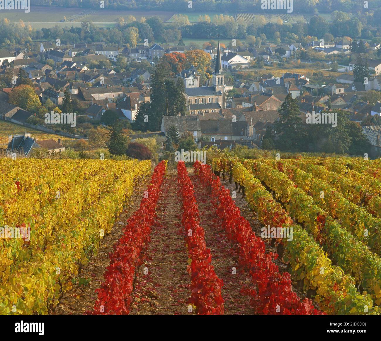France, Côte-d'Or Santenay, vineyard village of the Côte de Beaune, Burgundy, vineyard in autumn Stock Photo