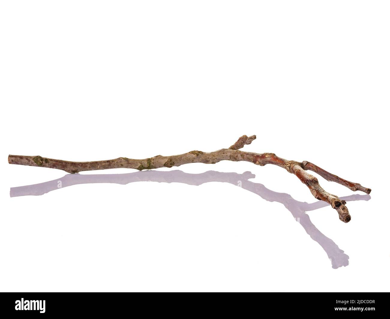 Dried branch of tree Cut Out Stock Images & Pictures - Alamy