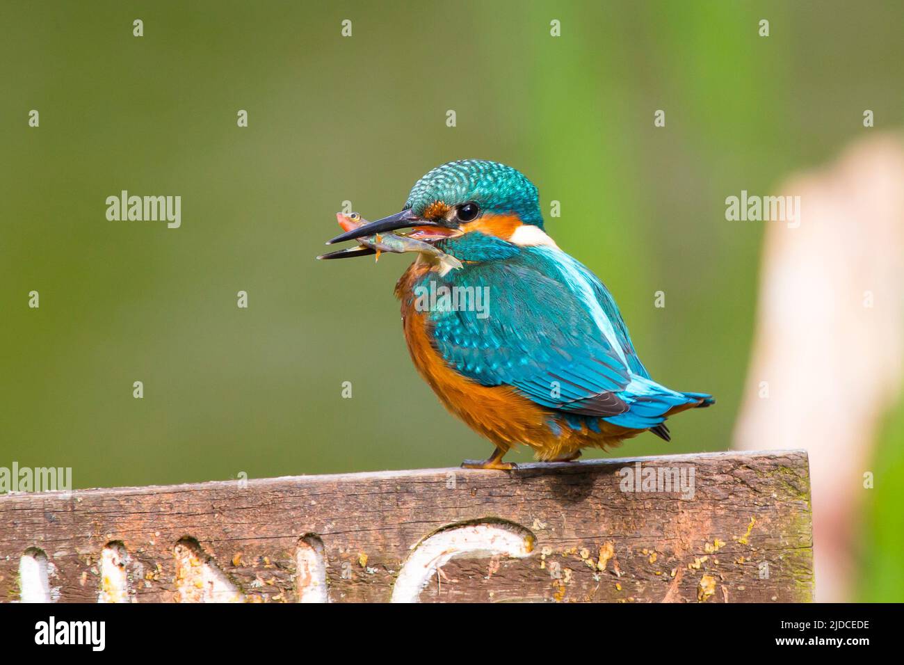 Kidderminster, UK. 20th June, 2022. UK weather: with bright sunny skies and warm temperatures, today is a pefect time for a little fishing. A brightly-coloured kingfisher bird captures a fish in its bill and is perched on a post ready to eat its meal. Credit: Lee Hudson/Alamy Live News Stock Photo