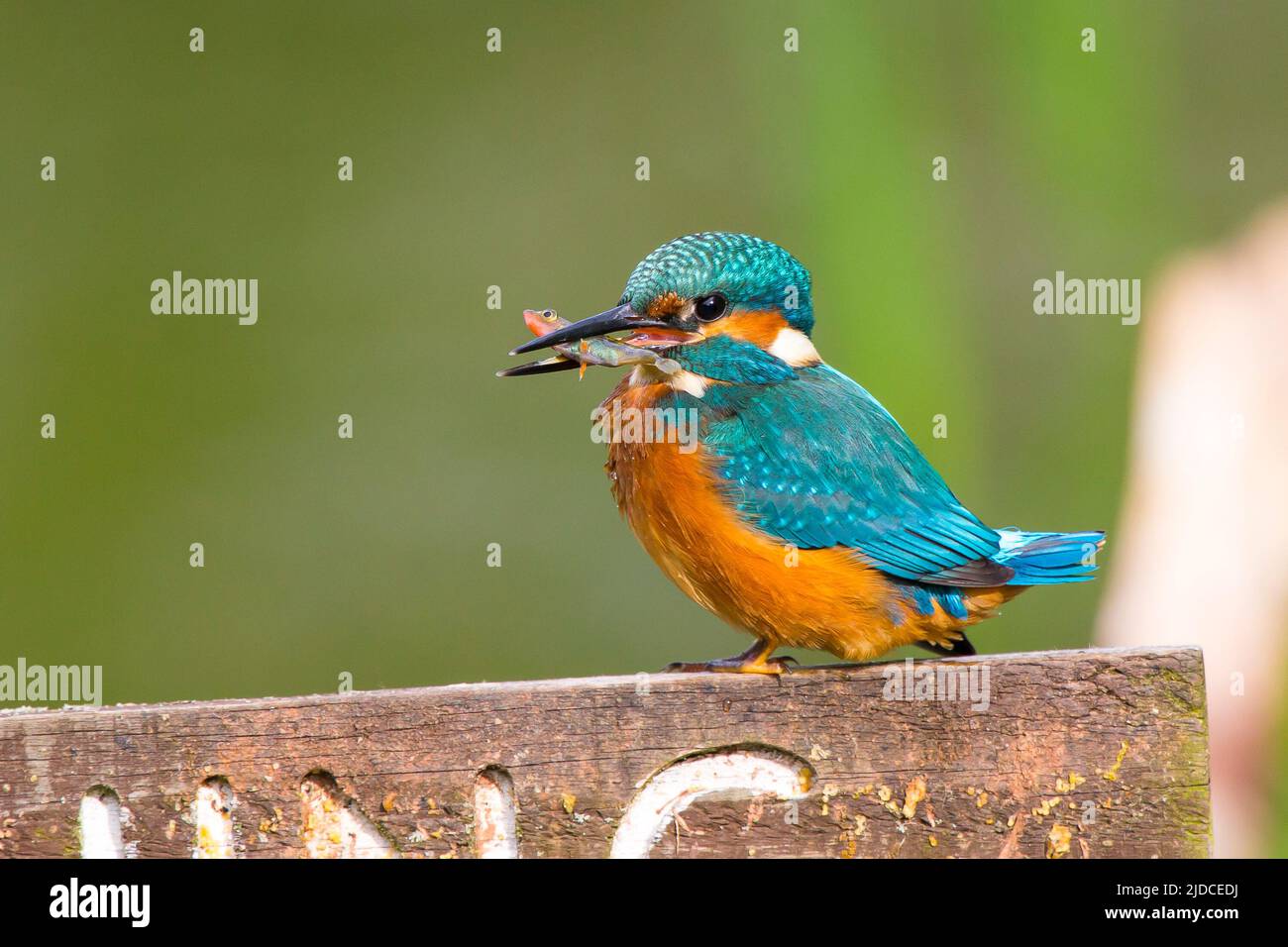 Kidderminster, UK. 20th June, 2022. UK weather with bright sunny skies