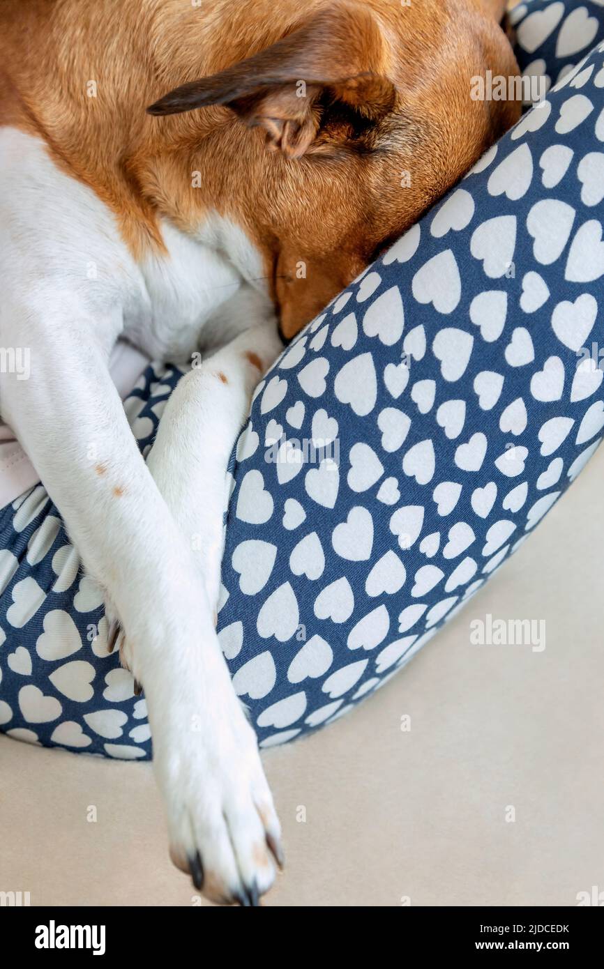 How Deep Should I Bury A Dog