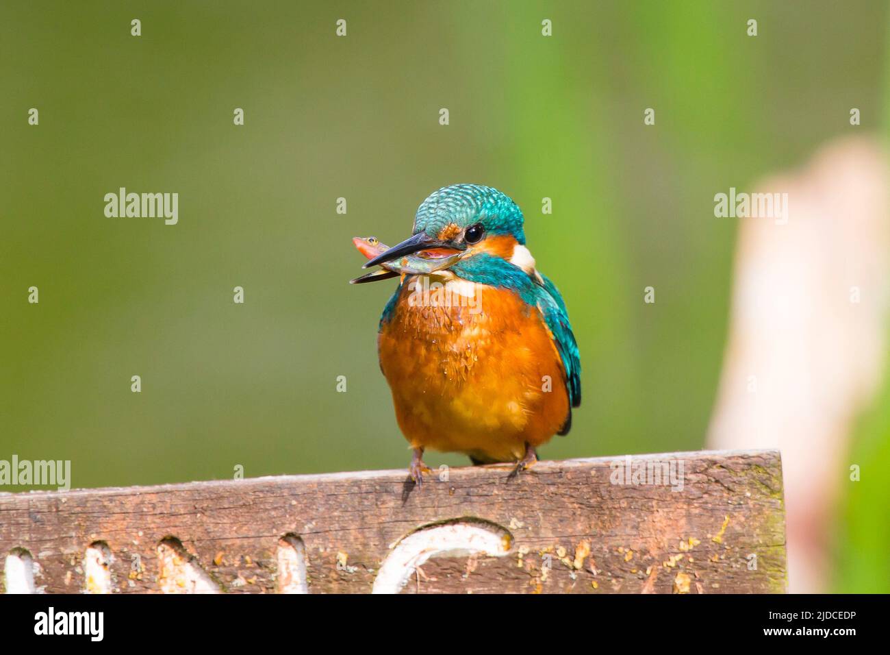 Kidderminster, UK. 20th June, 2022. UK weather: with bright sunny skies and warm temperatures, today is a pefect time for a little fishing. A brightly coloured kingfisher bird captures a fish in its bill and is perched on a post ready to eat its meal. Credit: Lee Hudson/Alamy Live News Stock Photo