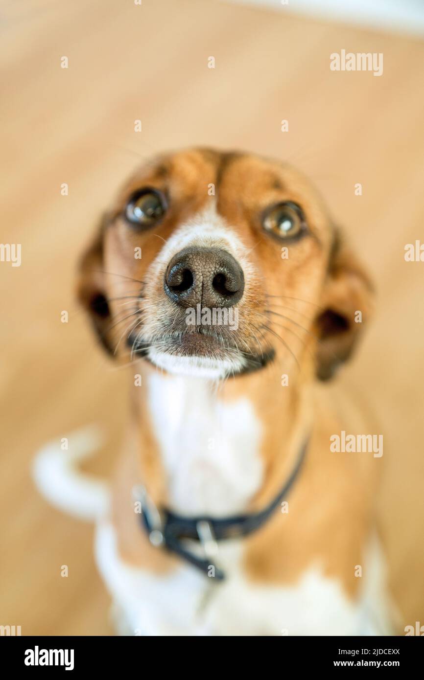 Small dog waiting for his treat Stock Photo