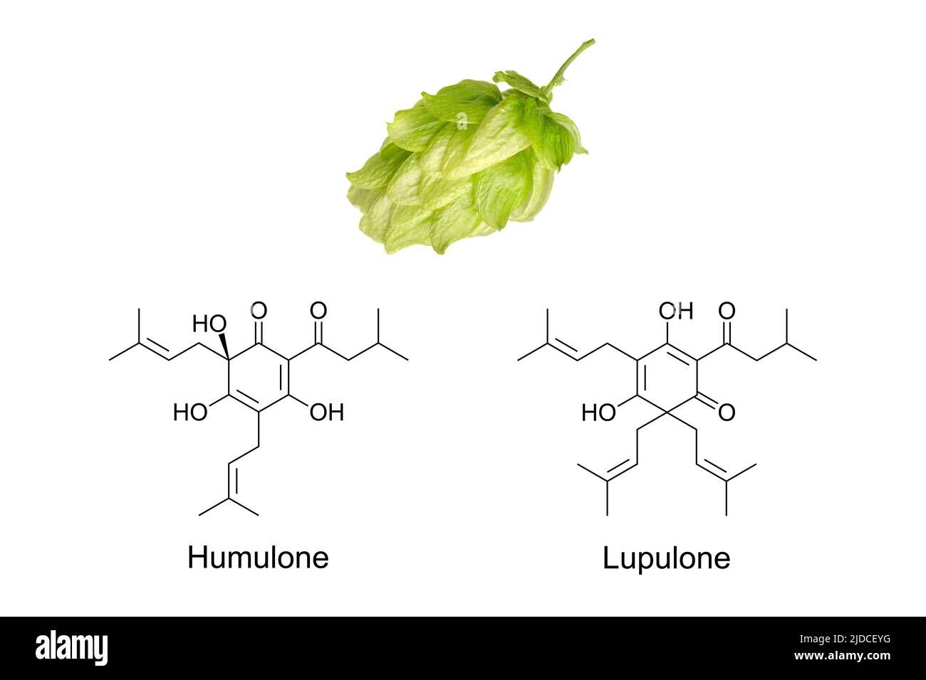 Hop flower and chemical formula of humulone and lupulone, alpha and beta acid. Compounds used as bittering, flavouring and stability agent in beer. Stock Photo