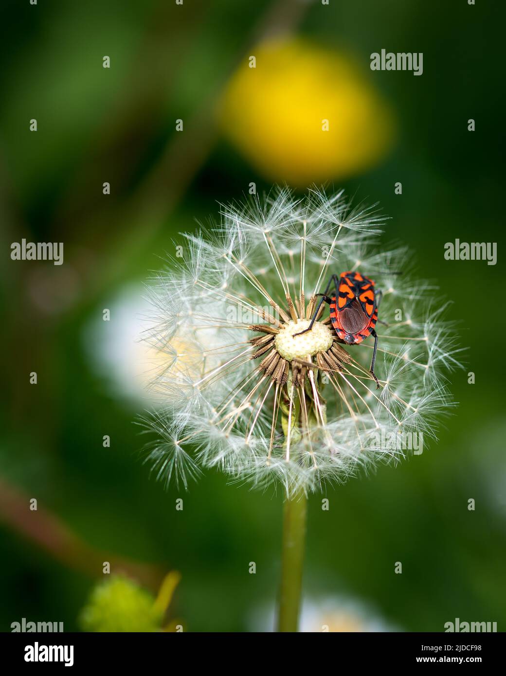 European firebug landed on dandelion, close-up photo of firebug insect Stock Photo