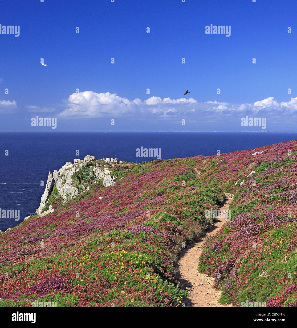 France, Finistère Cléden-Cap-Sizun, coastal landscape, heather flowers Stock Photo