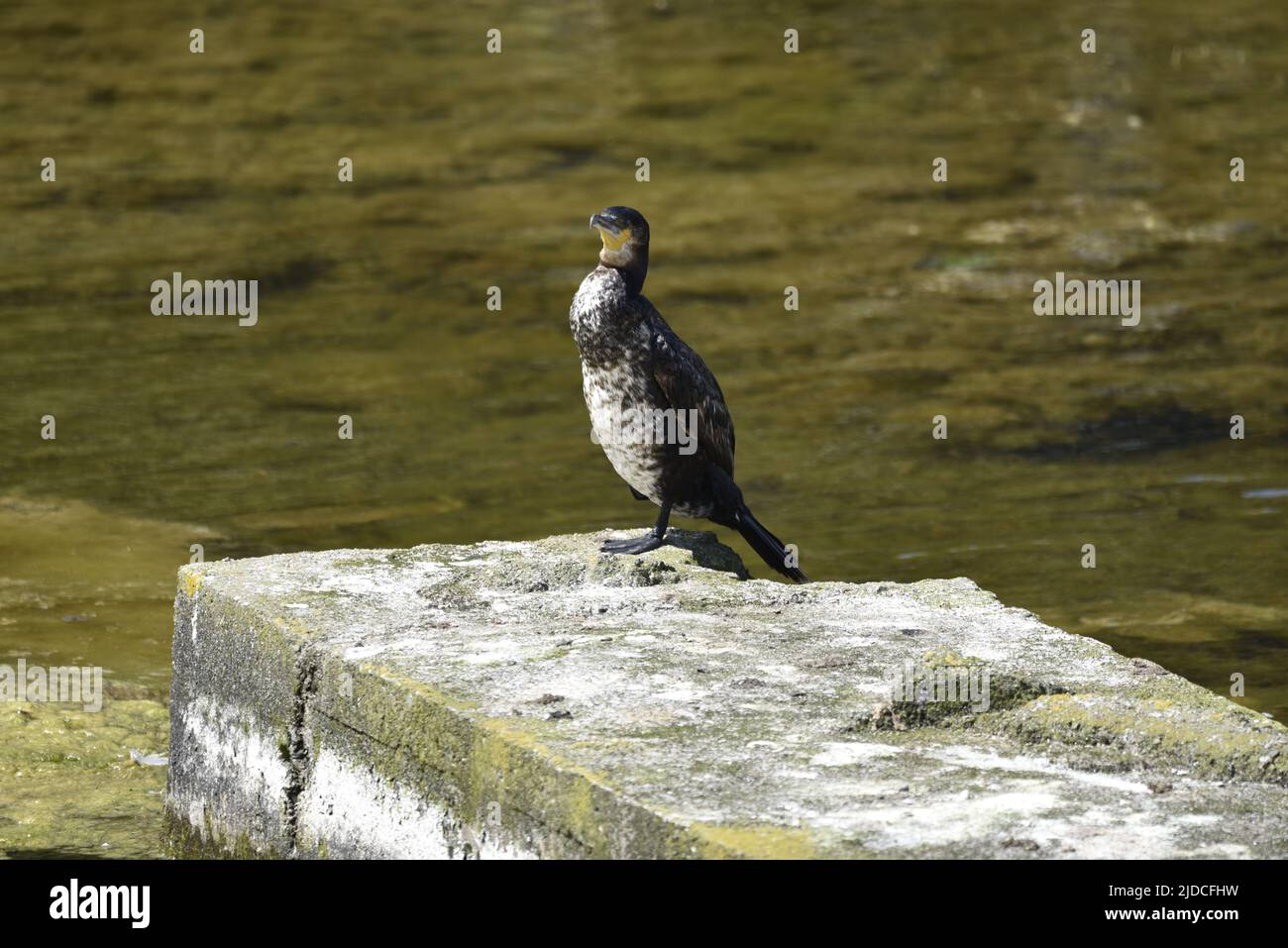 Close-Up, Left-Profile Image of an Immature Great Cormorant (Phalacrocorax carbo) Standing in the Sun on a Concrete Platform on a Lake in June, UK Stock Photo
