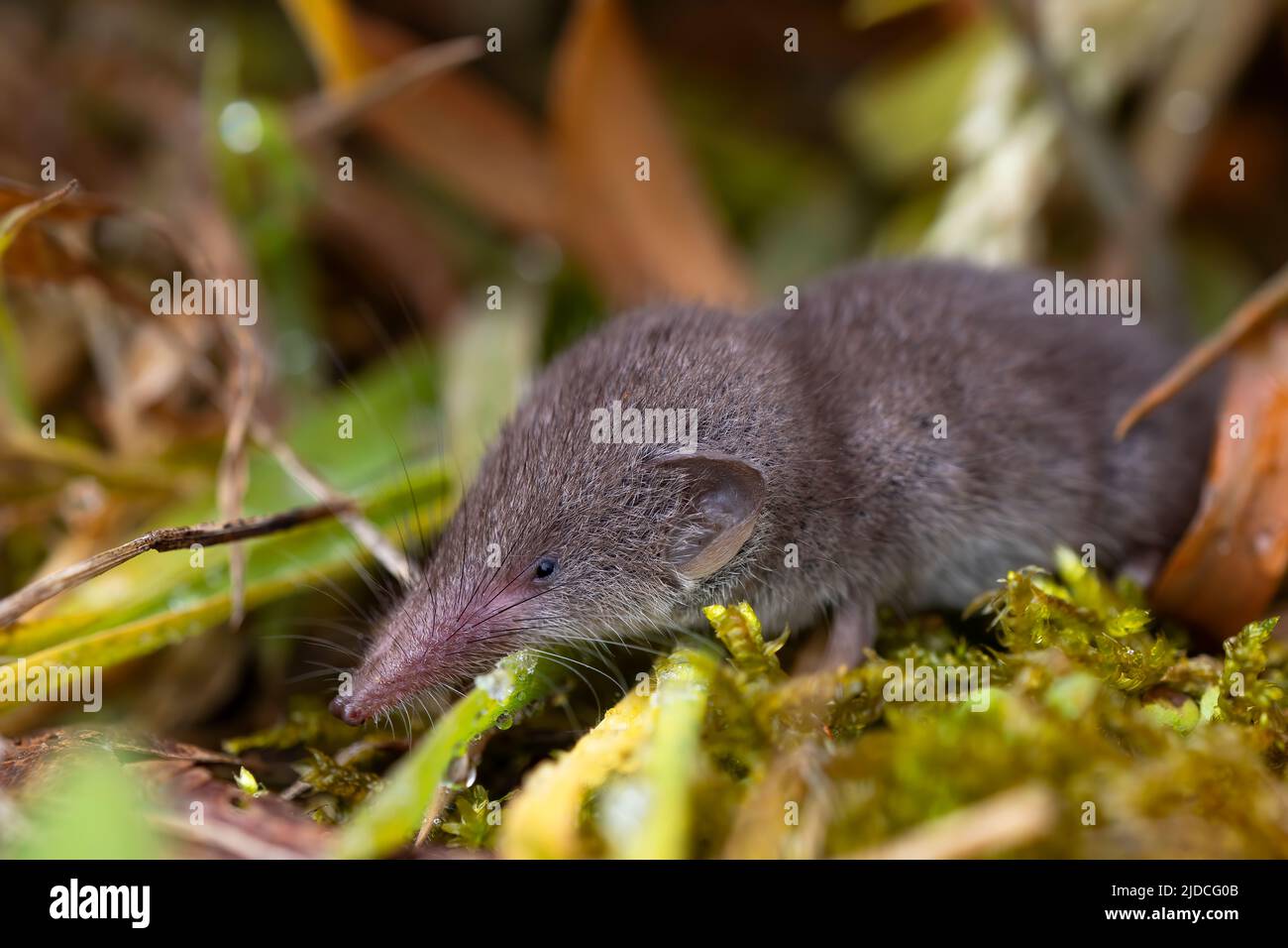 small shrew in the forest, on a green mossy background. small insectivorous animal. nature photography. copy space. Stock Photo