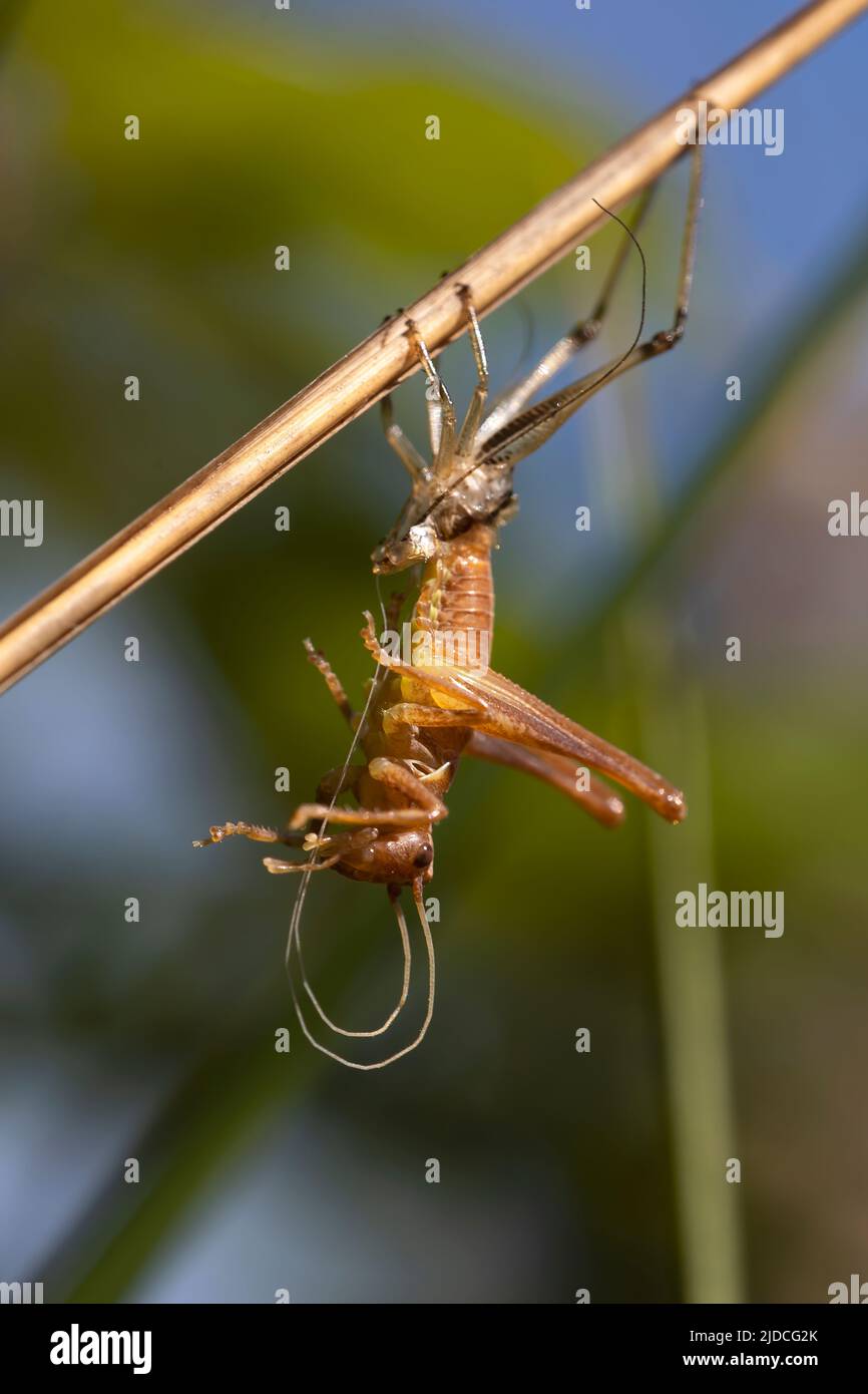grasshopper moulting its exoskeleton, metamorphosis. wonders of nature. vertical macro photography with space for copy. close up. Detailed picture. Stock Photo