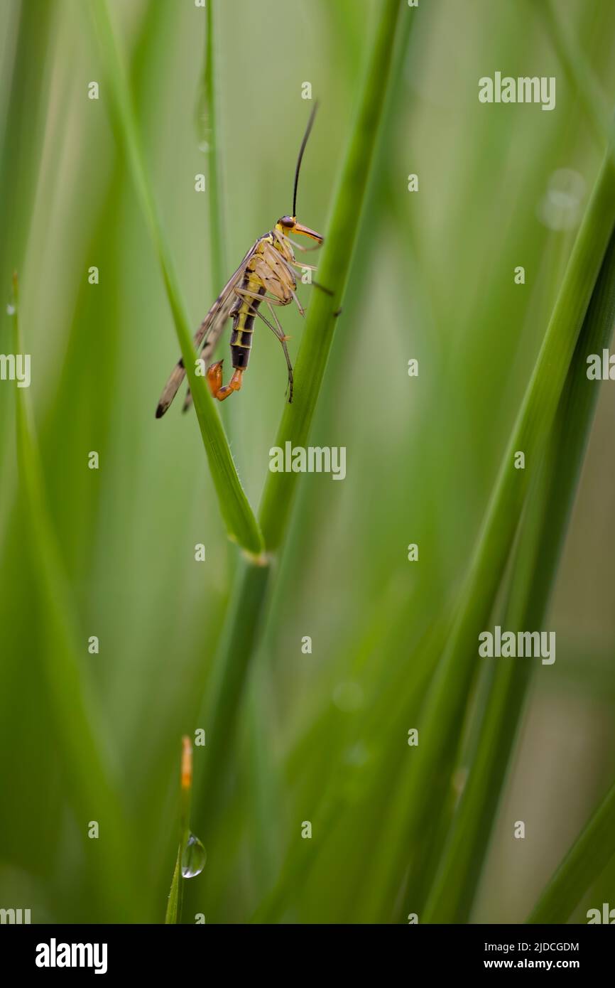 scorpion fly perched on grass, greenish background with space for copy. male specimen of panorpa communis. vertical picture. nature. Stock Photo