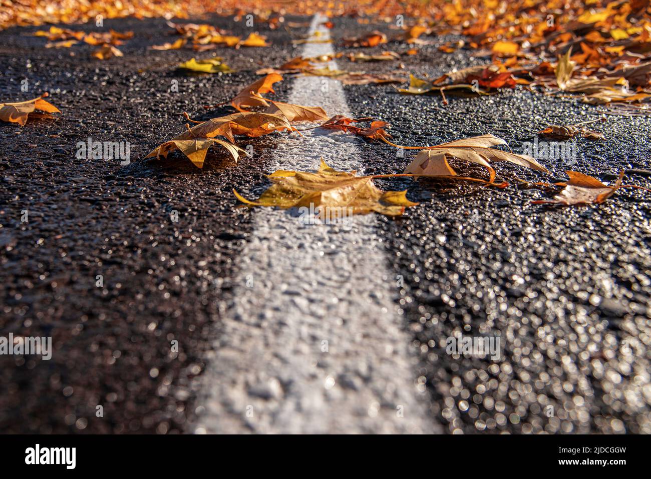 Yellow fallen leaves on the pavement Stock Photo - Alamy