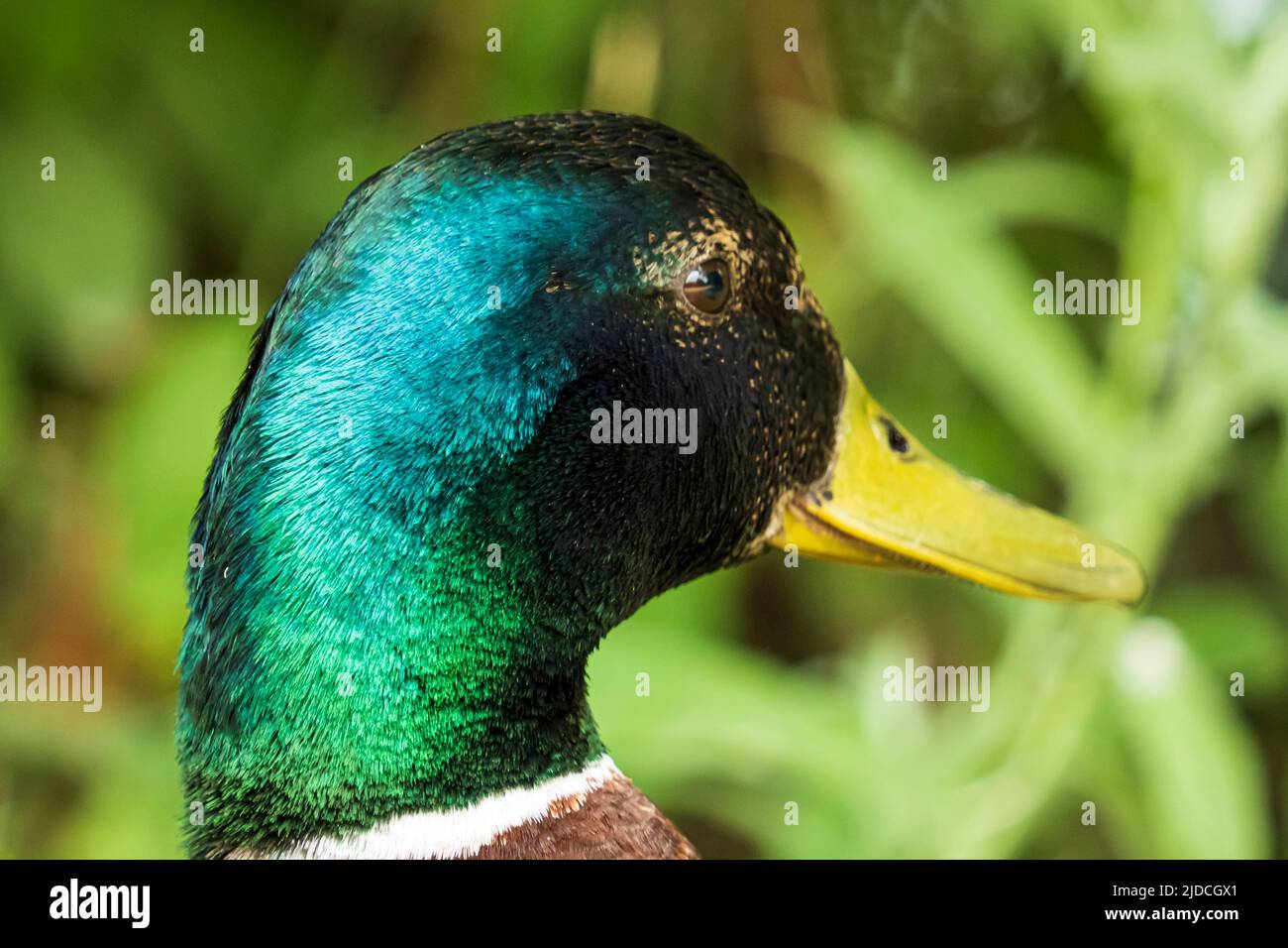 Portrait of a mallard drake, close-up from the side, back. Stock Photo