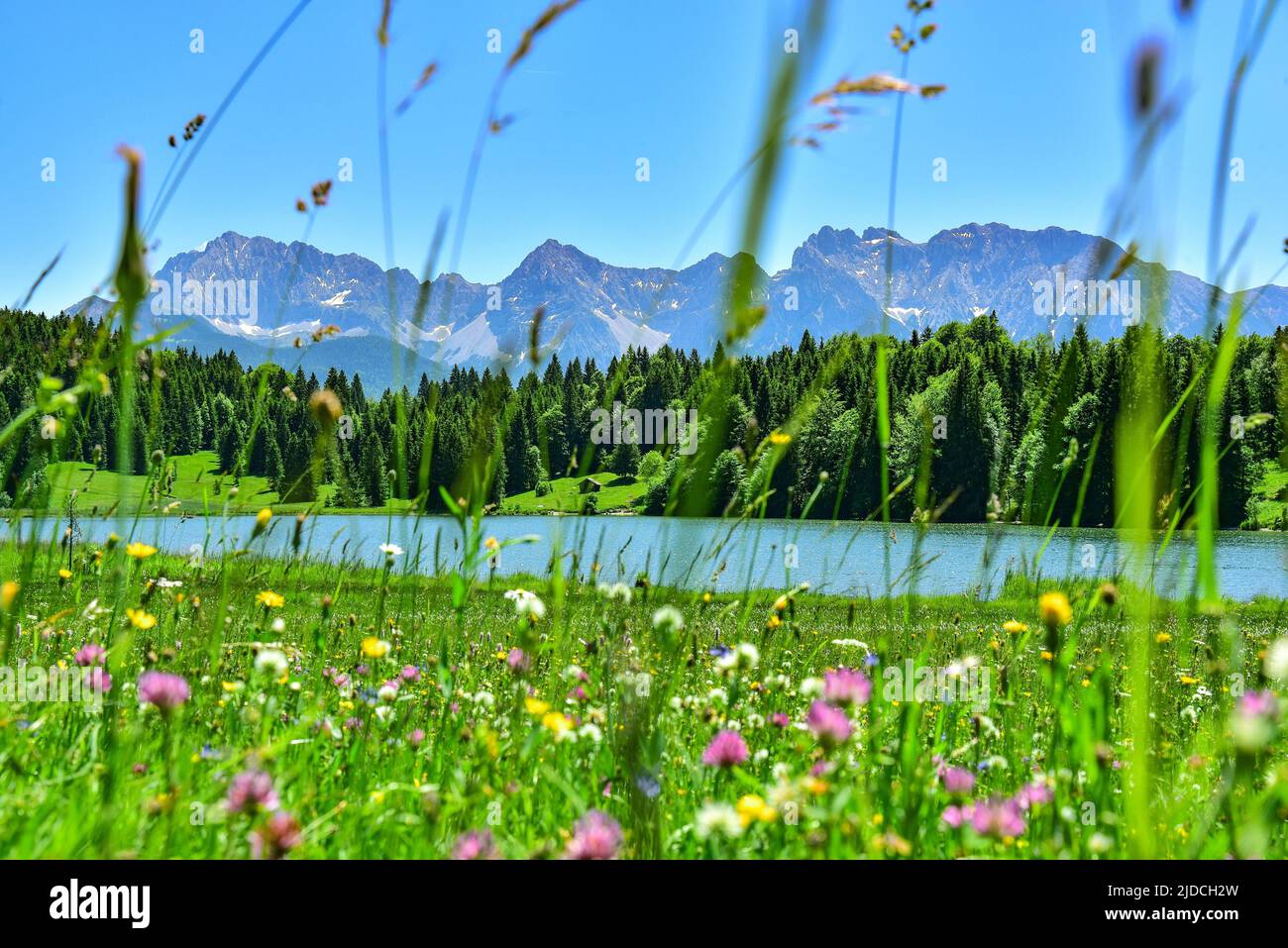 Alpine meadow in summer near Garmisch-Partenkirchen, in the middle distance the Geroldsee, in the background the Karwendel mountains, Bavaria, Germany Stock Photo