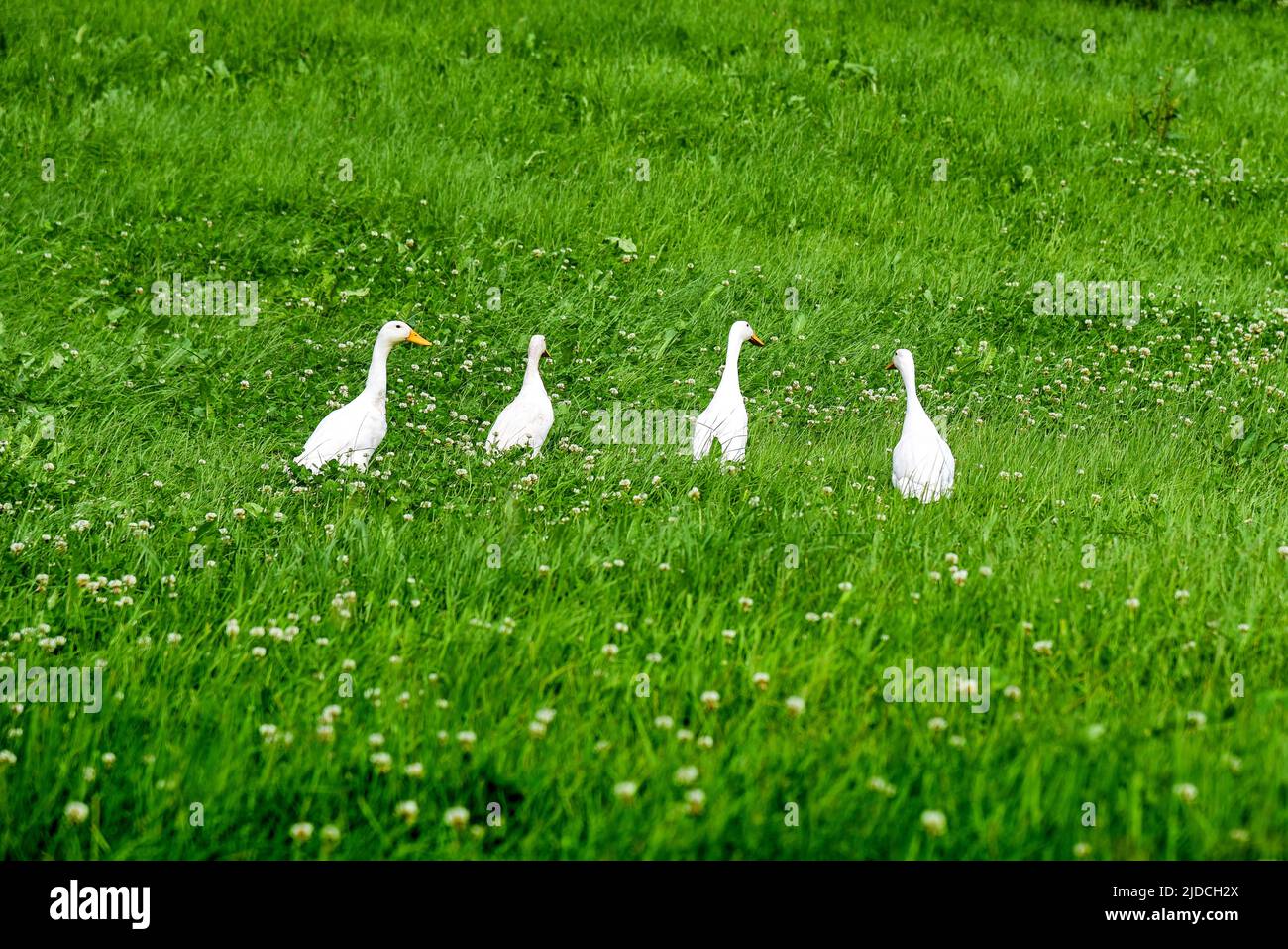 Geese in a meadow, Bavaria, Allgaeu, Germany, Europe Stock Photo
