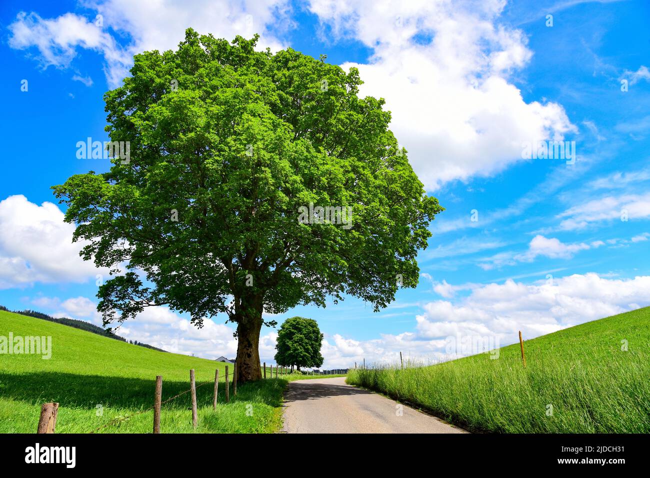 Maple trees along a country road in Allgäu, Bavaria, Germany, Europe Stock Photo