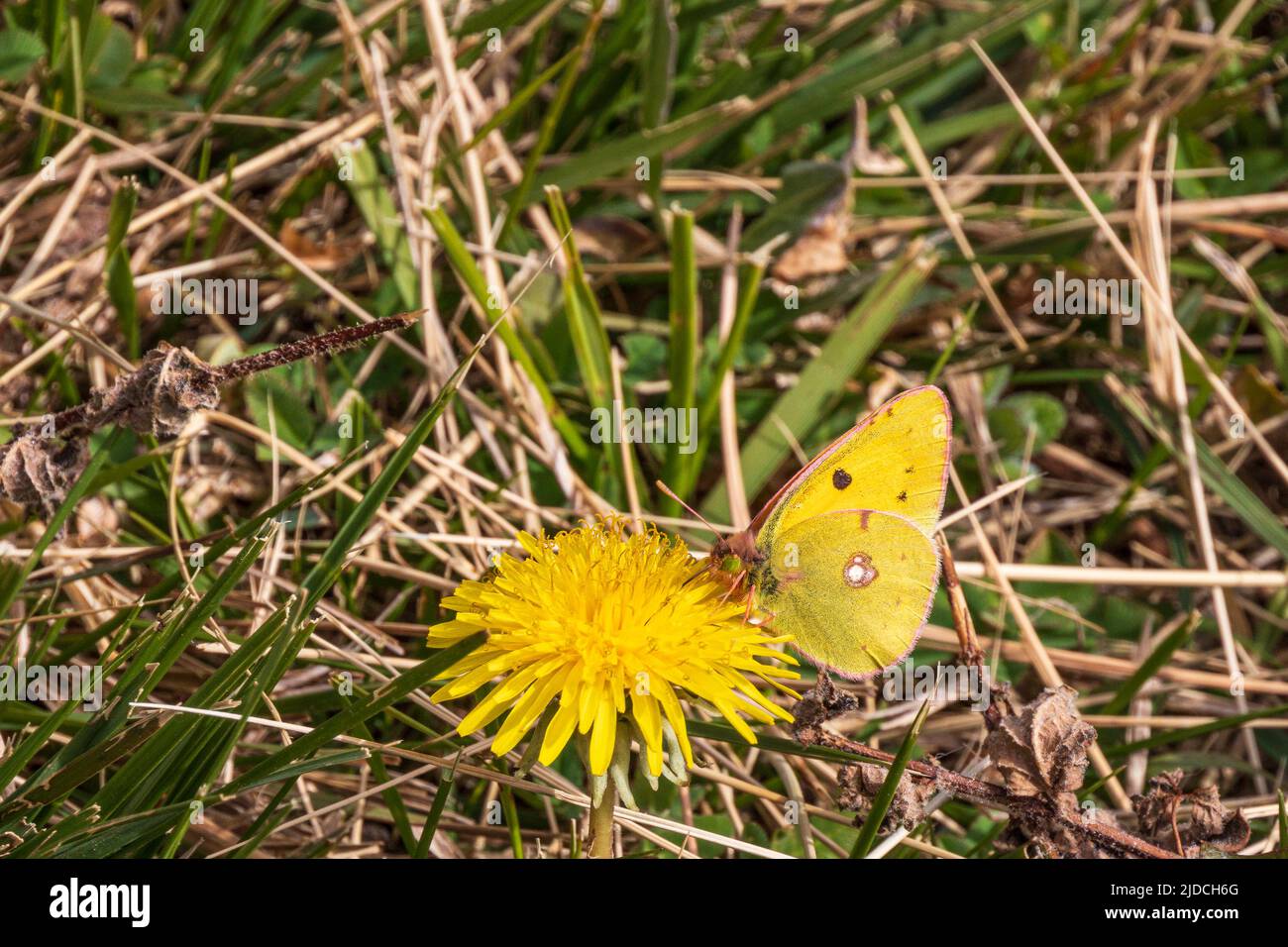 Colias croceus, Clouded Yellow Butterfly Stock Photo
