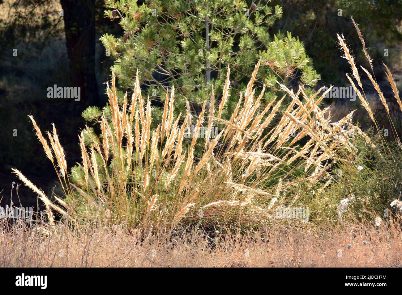 Planta de esparto, macrochloa tenacissima, a principios de verano Stock Photo