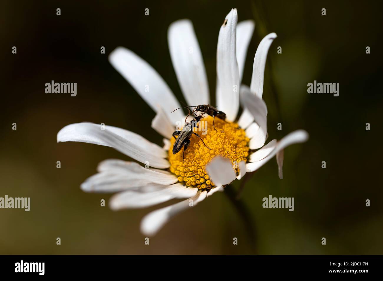 oedemera nobilis, two male specimens on a daisy fighting for space. domination. wonders of nature. Beetle fight Stock Photo