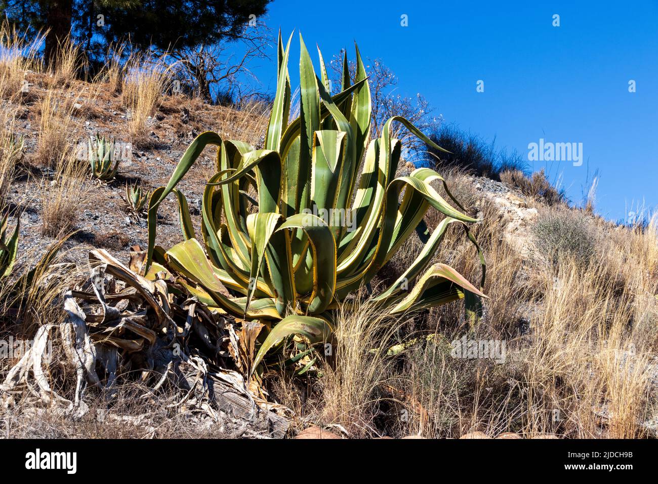 Agave americana, Variegated American Century Plant Stock Photo