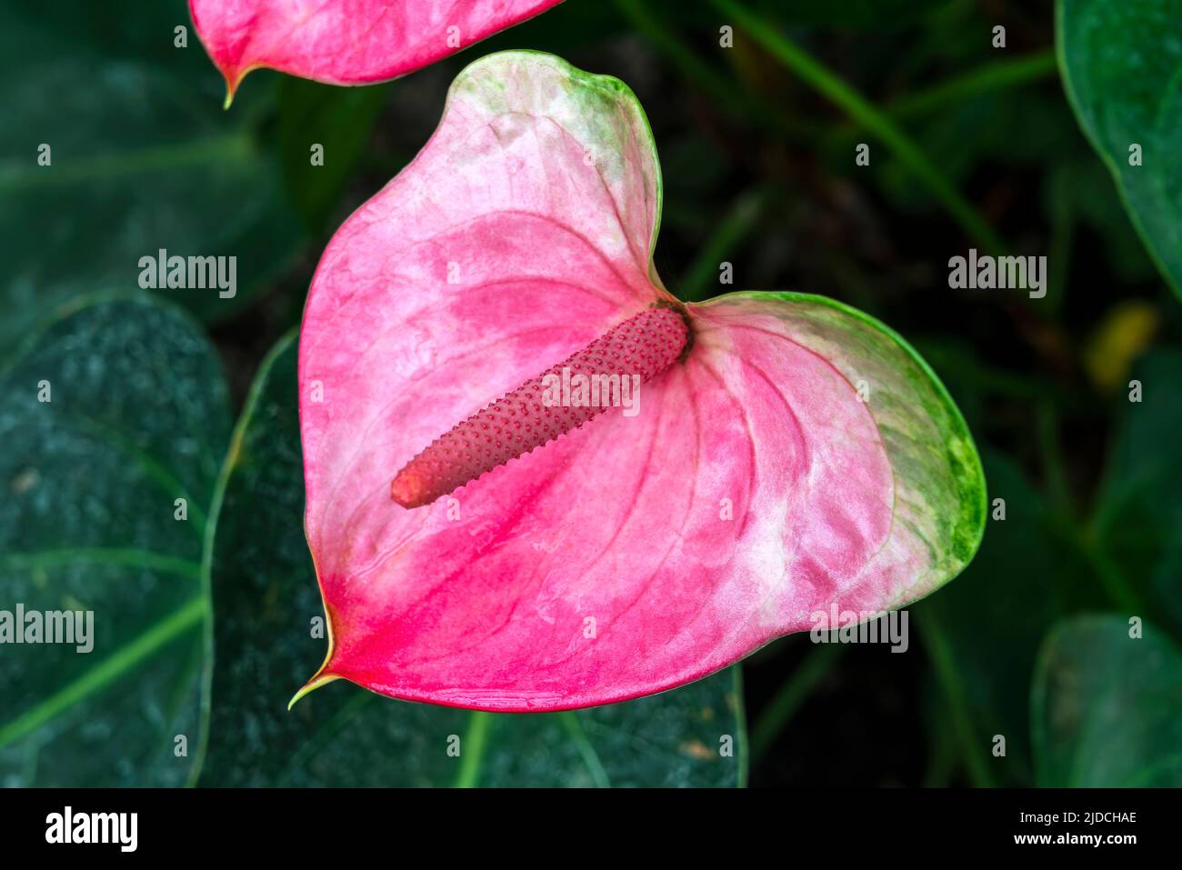 Anthurium x cultorum a spring summer flowering tropical shrub plant with a pink red summertime flower commonly known as flamingo lily and often used a Stock Photo