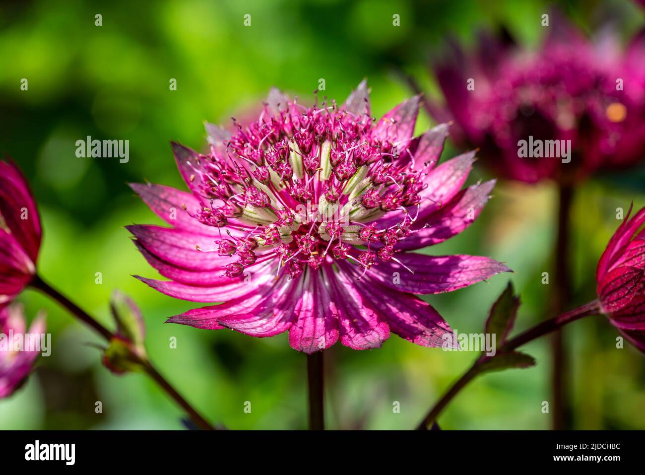 Astrantia major Gill Richardson Group a summer autumn fall flowering plant with a crimson red summertime flower commonly known as great black masterwo Stock Photo