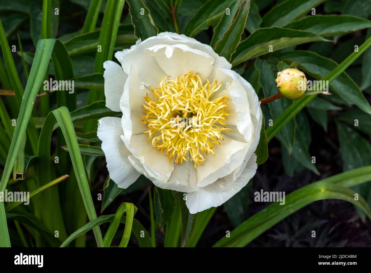 Peony 'Lotus Queen' (paeonia) a spring summer flowering plant with a white springtime flower, stock photo image Stock Photo