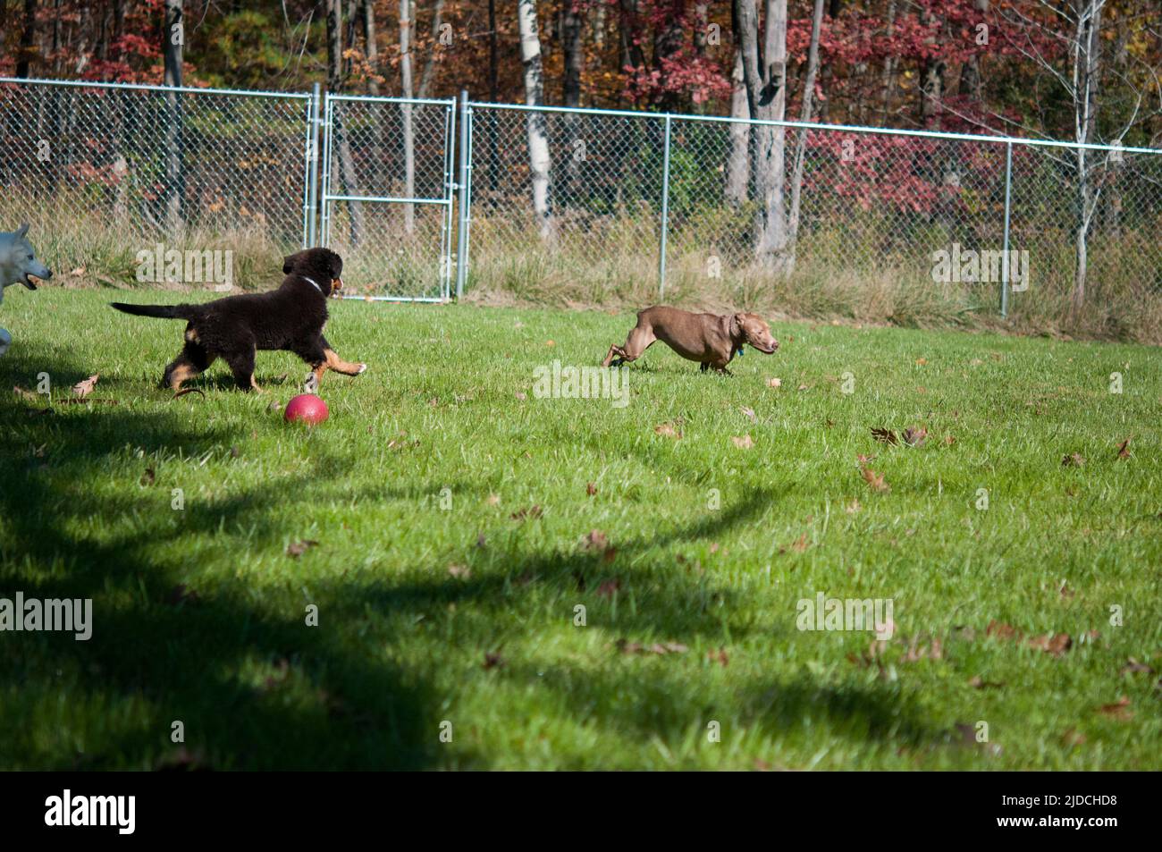 Bernese Mountain Dog puppy playing in the yard with pit-bull Stock Photo