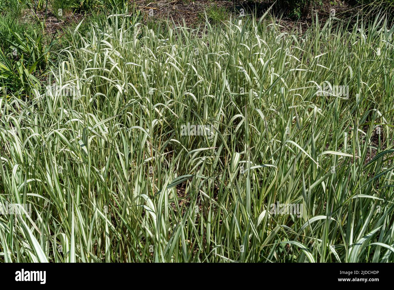 Phalaris arundinacea var picta 'Feesey' a perennial striped grass plant commonly known as Ribbon Grass or Gardener's Garters, stock photo image Stock Photo