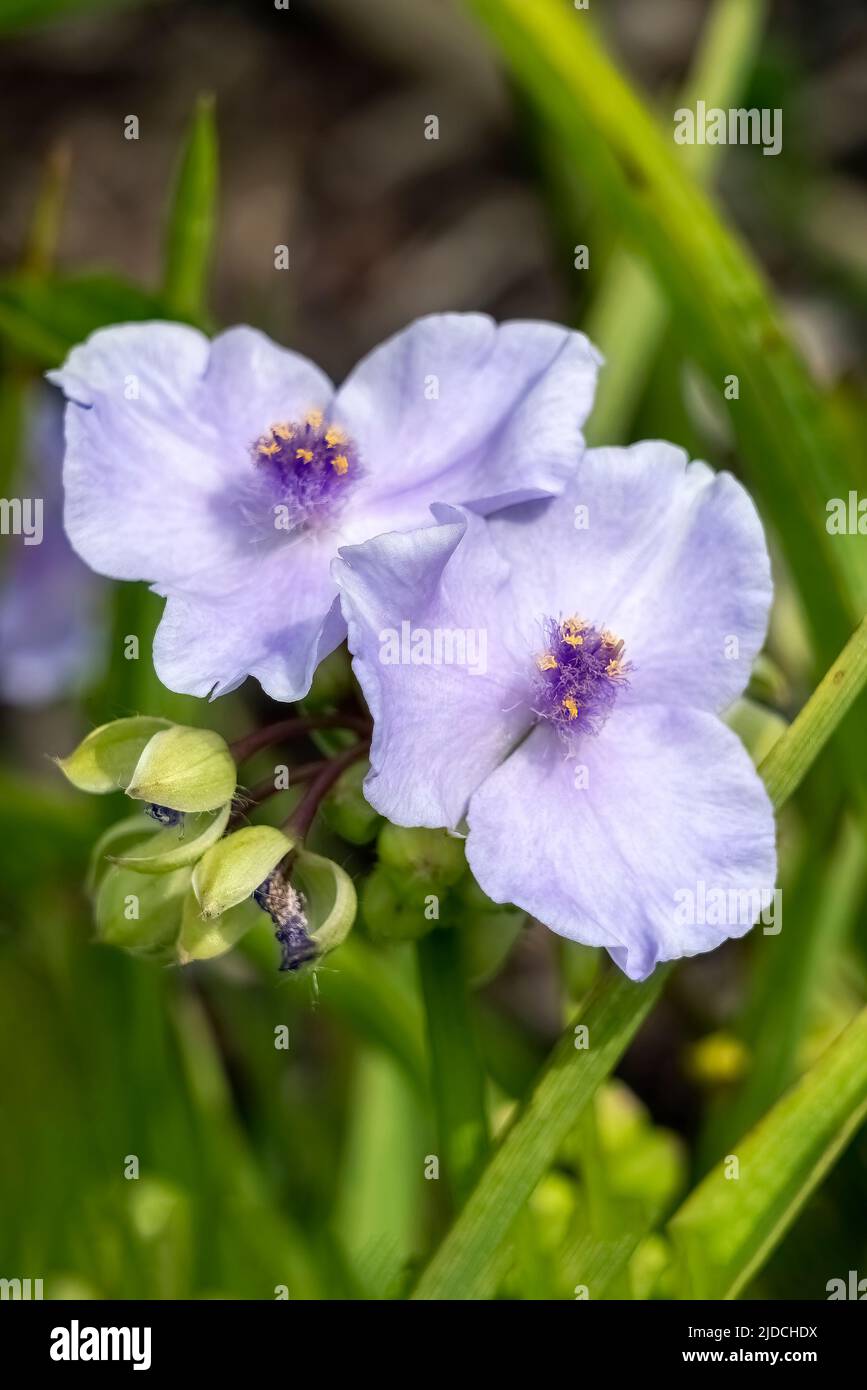 Tradescantia andersoniana group 'Little Doll' a summer flowering plant with a blue purple summertime flower commonly known as spider lily, stock photo Stock Photo