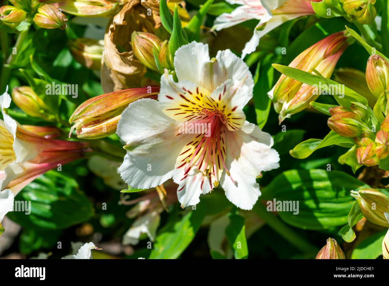 Alstroemeria 'Princess Stephanie' a dwarf summer flowering plant with a pink yellow summertime flower also known as Alstroemeria 'Stapirag' and common Stock Photo