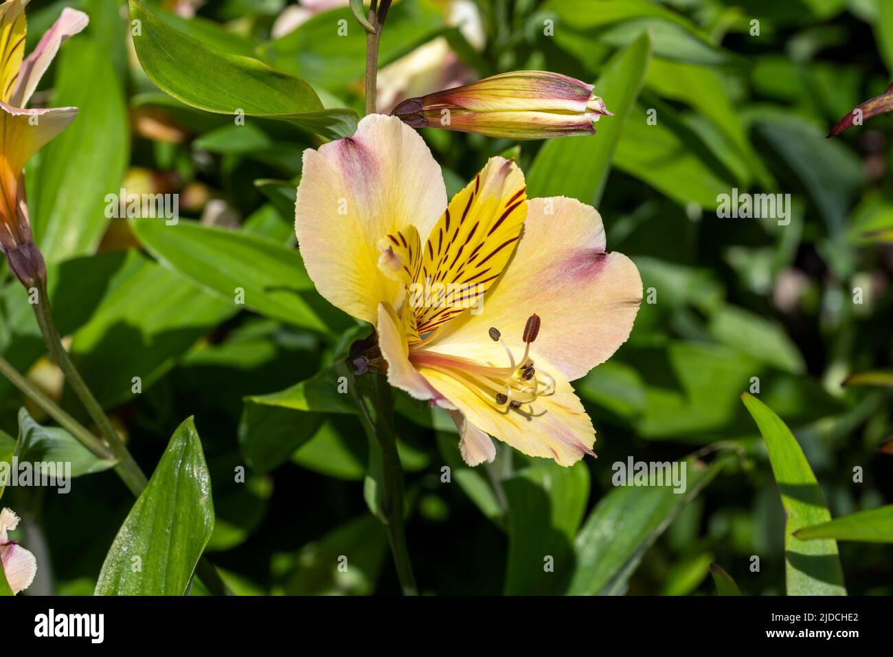 Alstroemeria 'Friendship' a summer flowering plant with a yellow pink summertime flower and commonly known as Peruvian lily, stock photo image Stock Photo