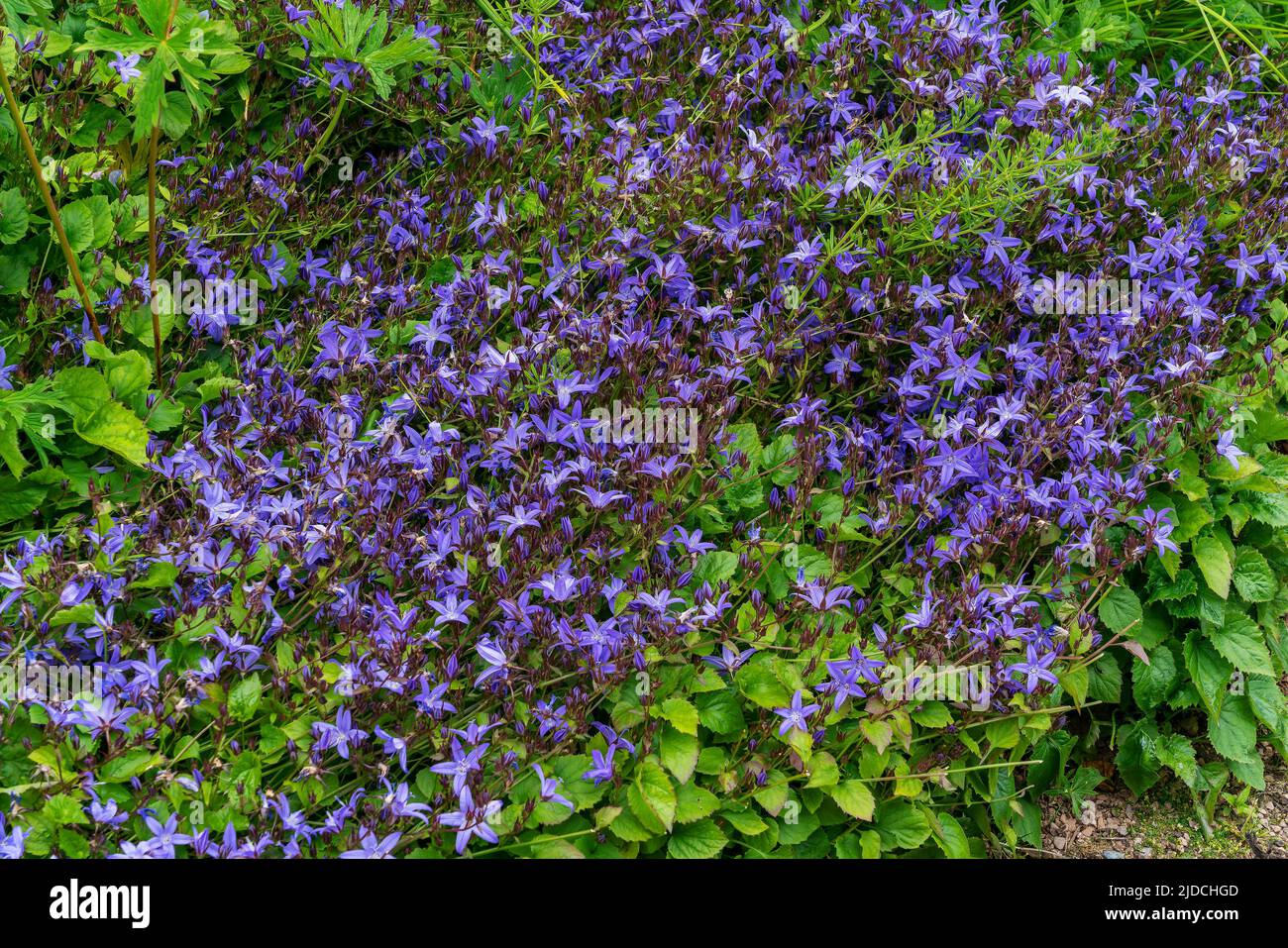 Campanula poscharskyana 'Stella' a summer flowering plant with a purple blue summertime ground covering flower commonly known as trailing bellflower, Stock Photo