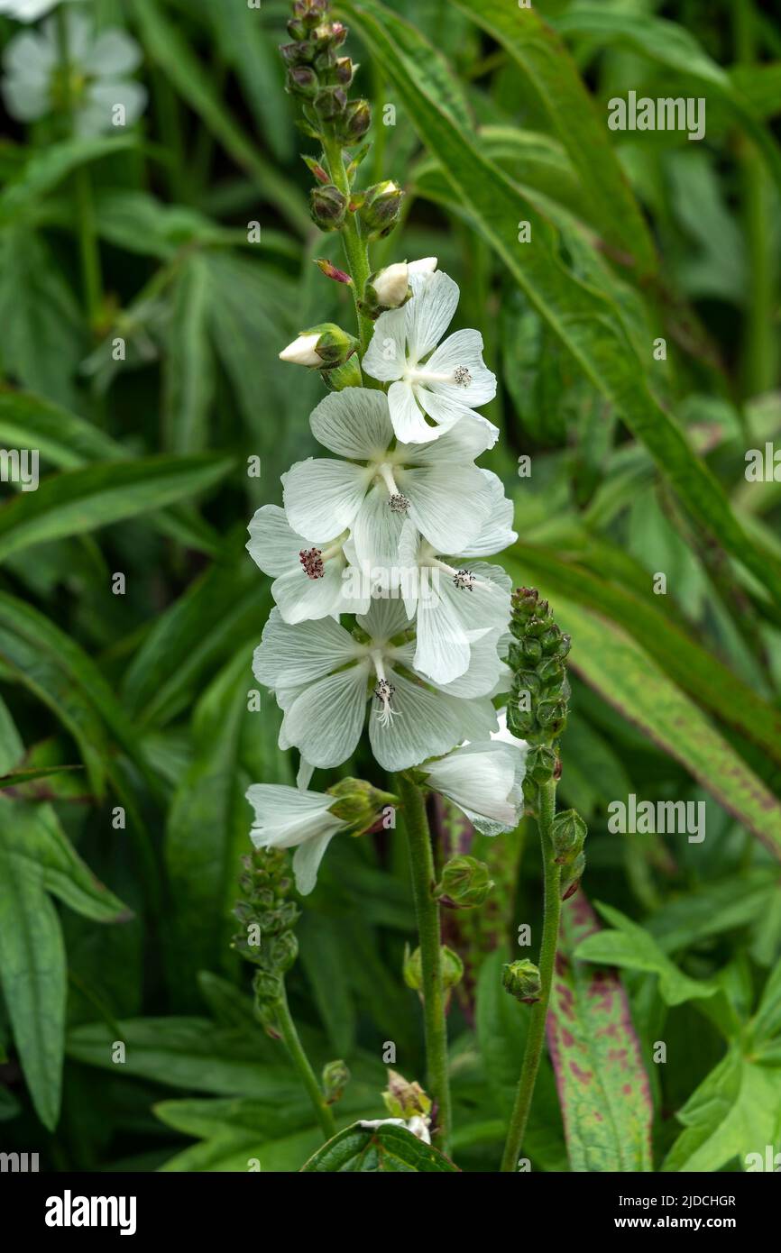 Sidalcea candida a summer flowering plant with a white summertime flower commonly known as prairie mallow, stock photo image Stock Photo