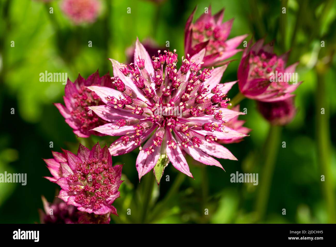 Astrantia major 'Roma'  a summer autumn fall flowering plant with a pink red summertime flower commonly known as great black masterwort, stock photo i Stock Photo