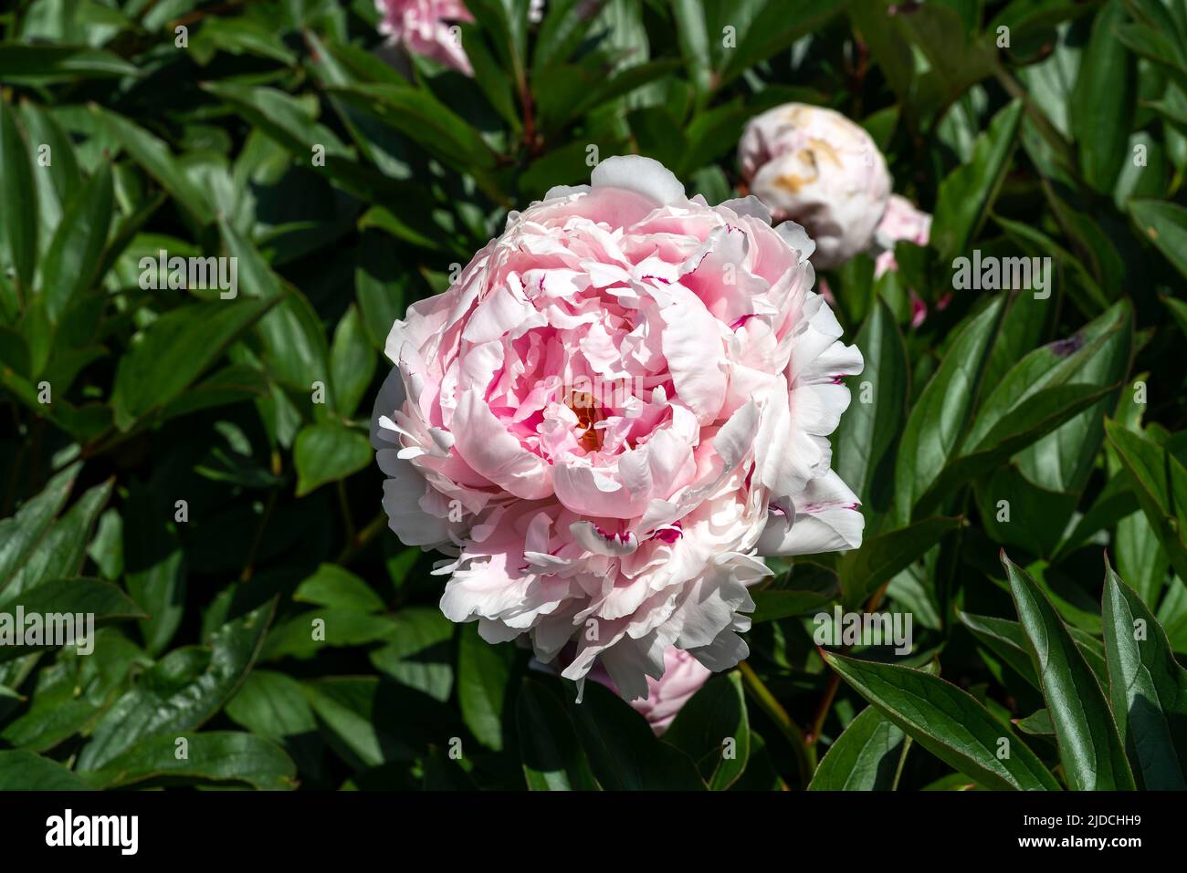 Peony (paeonia) a spring summer flowering plant with a white pink or red springtime flower, stock photo image Stock Photo