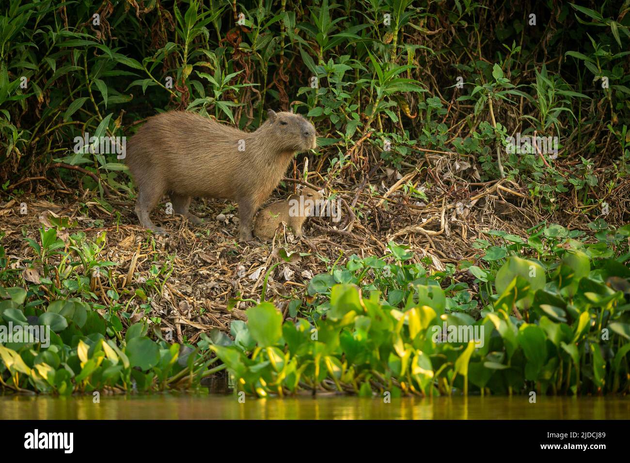 Capybara in the nature habitat of northern pantanal. Biggest rondent