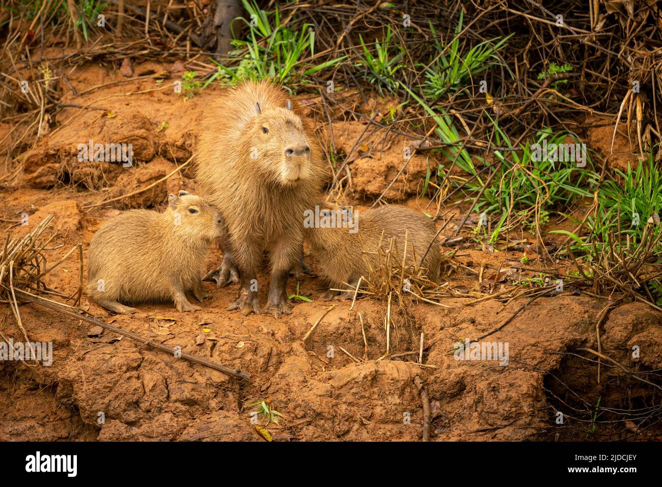 capybara-in-the-nature-habitat-of-northern-pantanal-biggest-rondent
