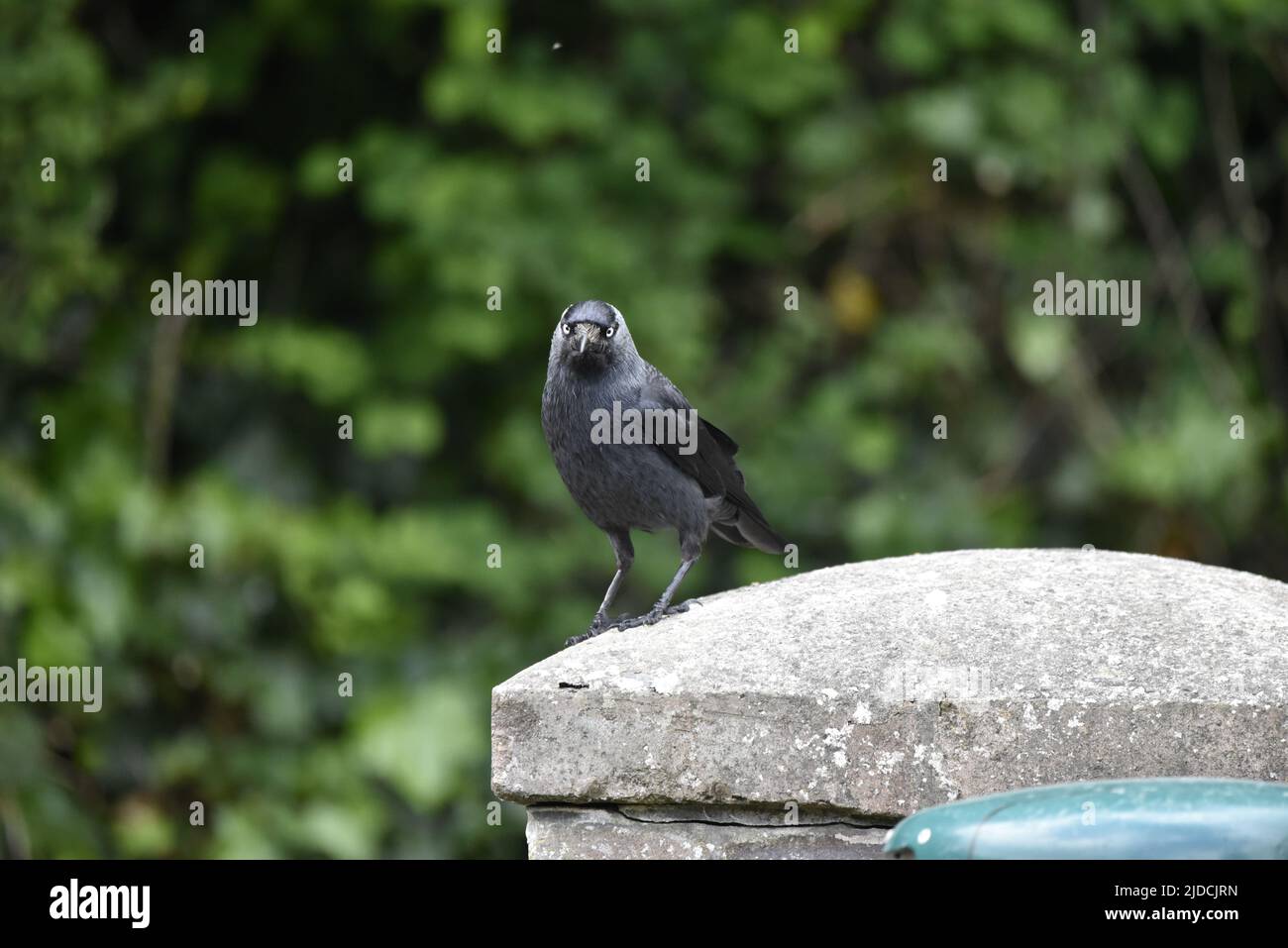 Close-Up Image of a Western Jackdaw (Corvus monedula) Facing Camera in Middle of Image, Against a Blurred Green Leafy Background, on the Isle of Man Stock Photo