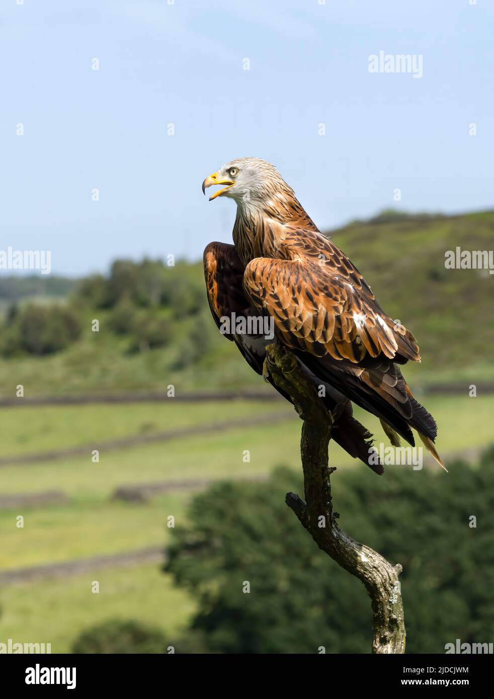 A British Red Kite, (Milvus milvus), perched on a large dead branch against rolling countryside in Haworth, West Yorkshire, UK Stock Photo