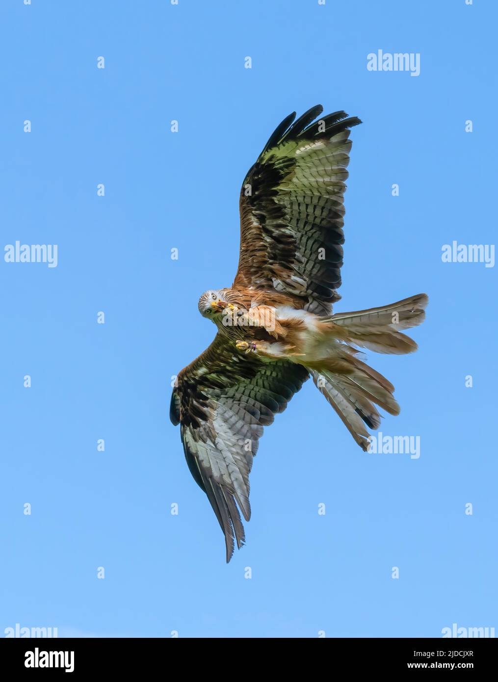 A magnificent Red Kite (Milvus milvus) in flight. Photographed in Haworth, West Yorkshire, UK Stock Photo