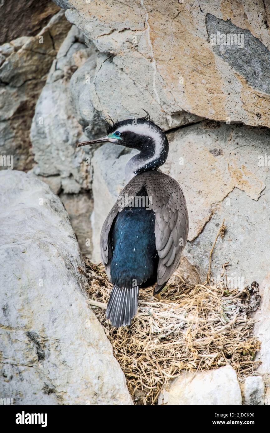 Spotted Shag (Stictocarbo punctatus) standing by nest, Credit:Robin Bush / Avalon Stock Photo