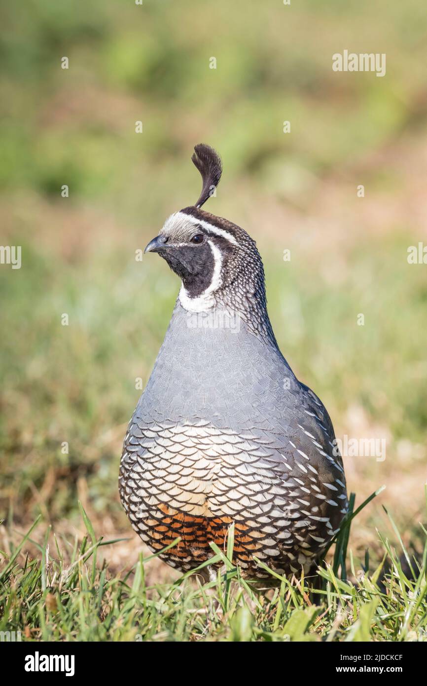 California Quail ( Callipepia californica ) Introduced to New Zealand, common in open shrublands throughout NZ, Credit:ROBIN BUSH / Avalon Stock Photo