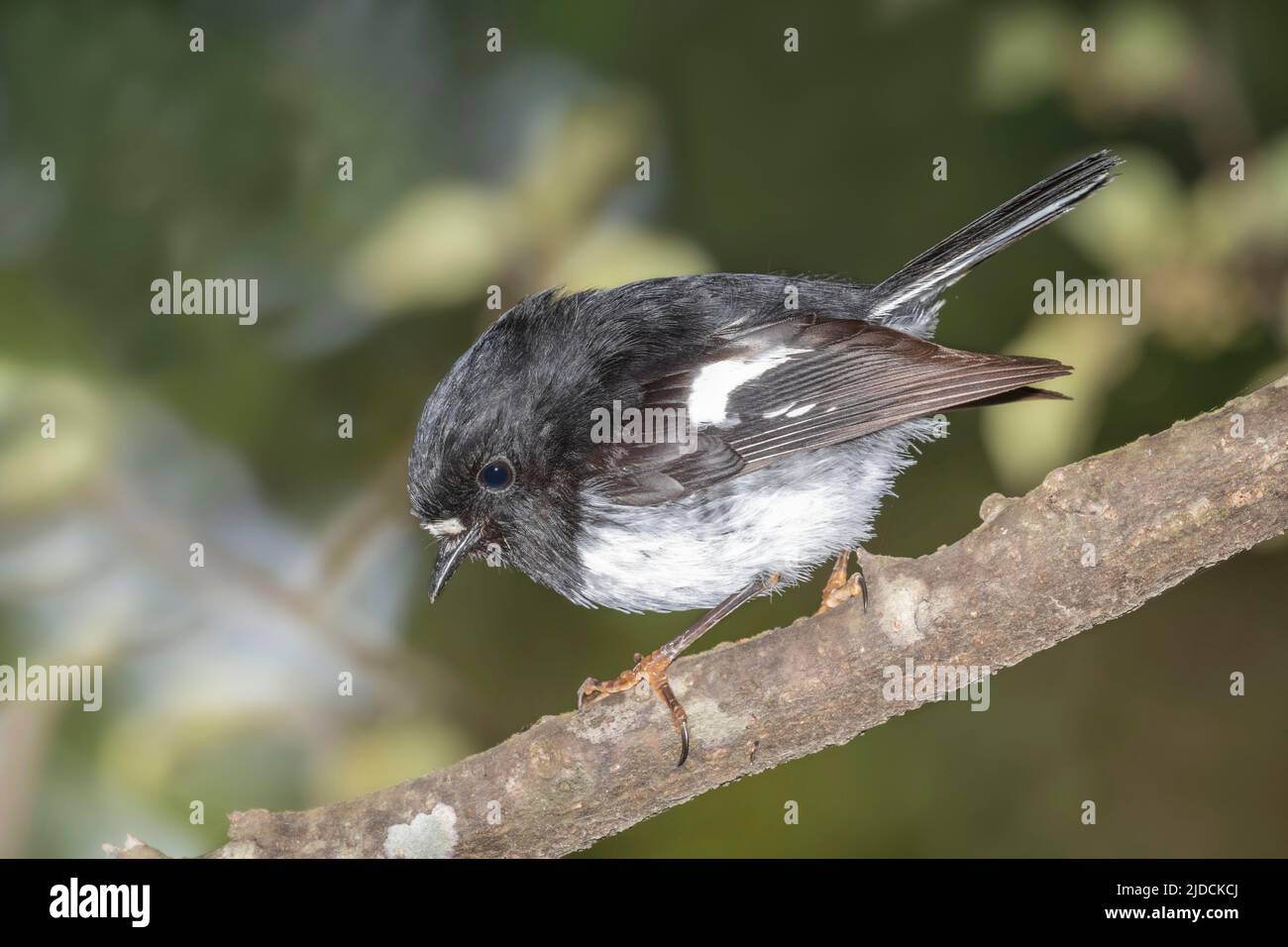 North Island Tomtit ( Petroica macrocephala toitoi ) New Zealand endemic, conservation status not threatened. 5 subspecies are recognised, this bird i Stock Photo